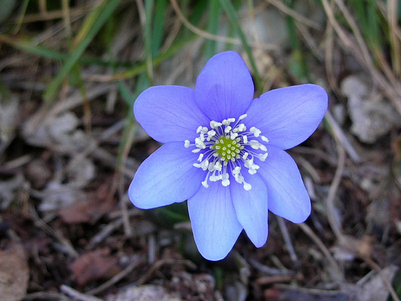 Hepatica nobilis / Erba trinit